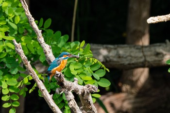 カワセミ 東京港野鳥公園 2022年5月8日(日)