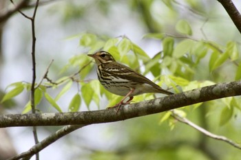 Olive-backed Pipit 富士山中野茶屋 Wed, 5/11/2022