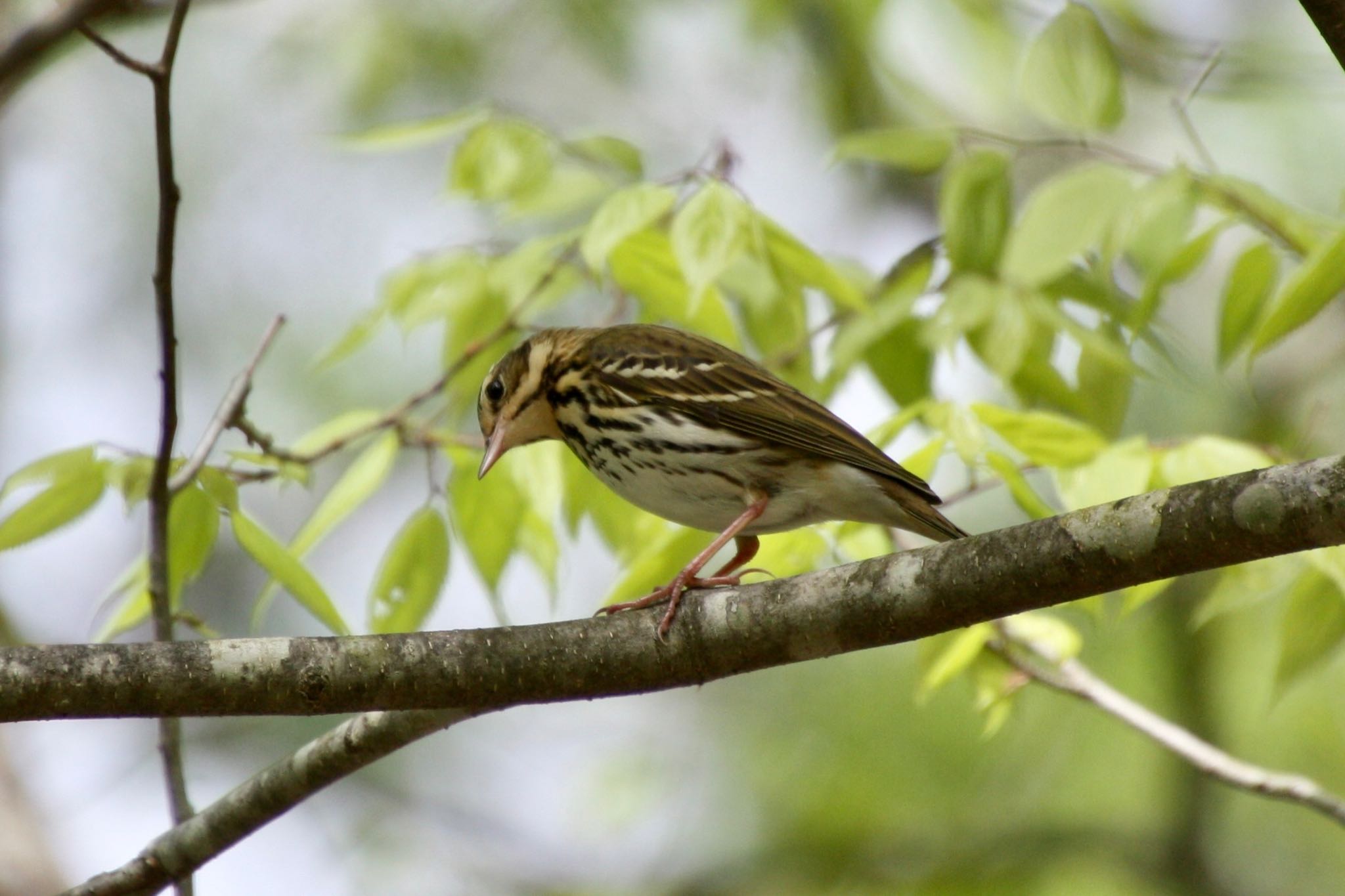 Photo of Olive-backed Pipit at 富士山中野茶屋 by banban