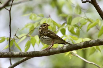Olive-backed Pipit 富士山中野茶屋 Wed, 5/11/2022
