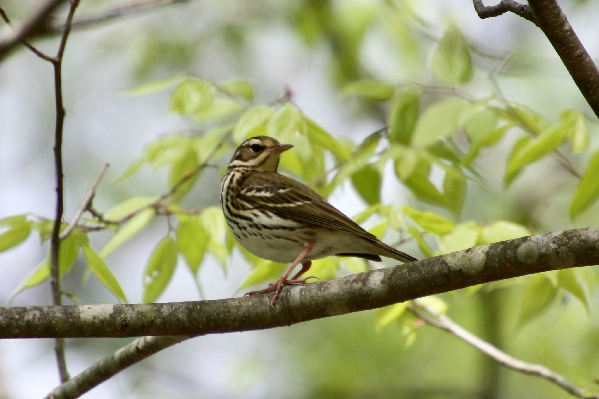 Olive-backed Pipit