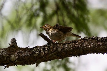 Olive-backed Pipit 富士山中野茶屋 Wed, 5/11/2022