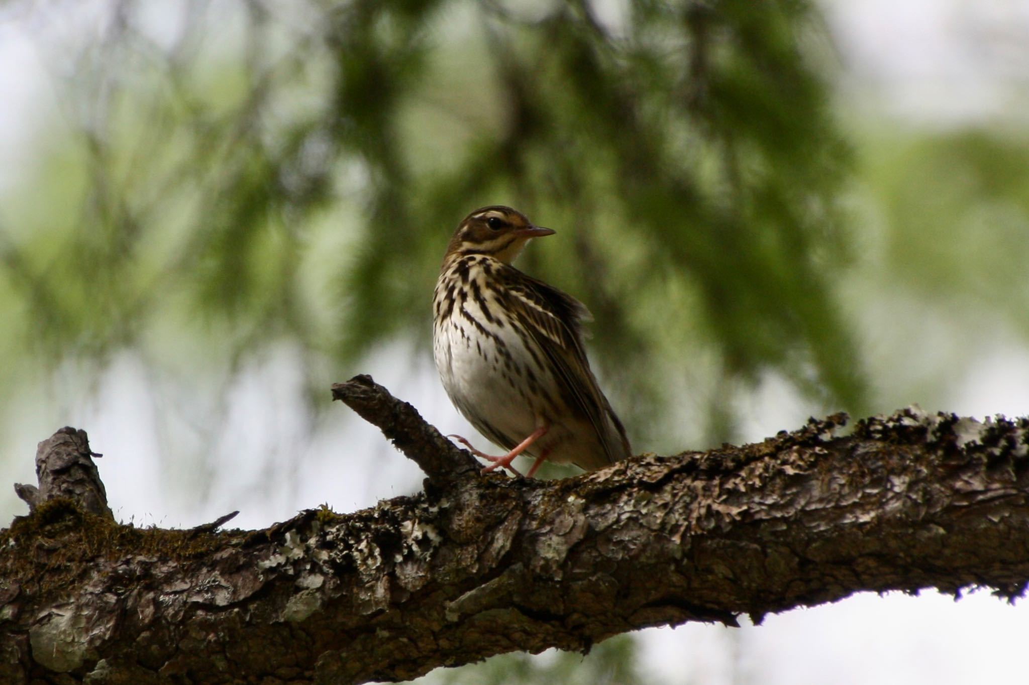Photo of Olive-backed Pipit at 富士山中野茶屋 by banban