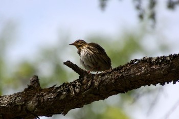 Olive-backed Pipit 富士山中野茶屋 Wed, 5/11/2022