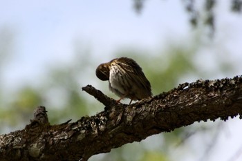 Olive-backed Pipit 富士山中野茶屋 Wed, 5/11/2022