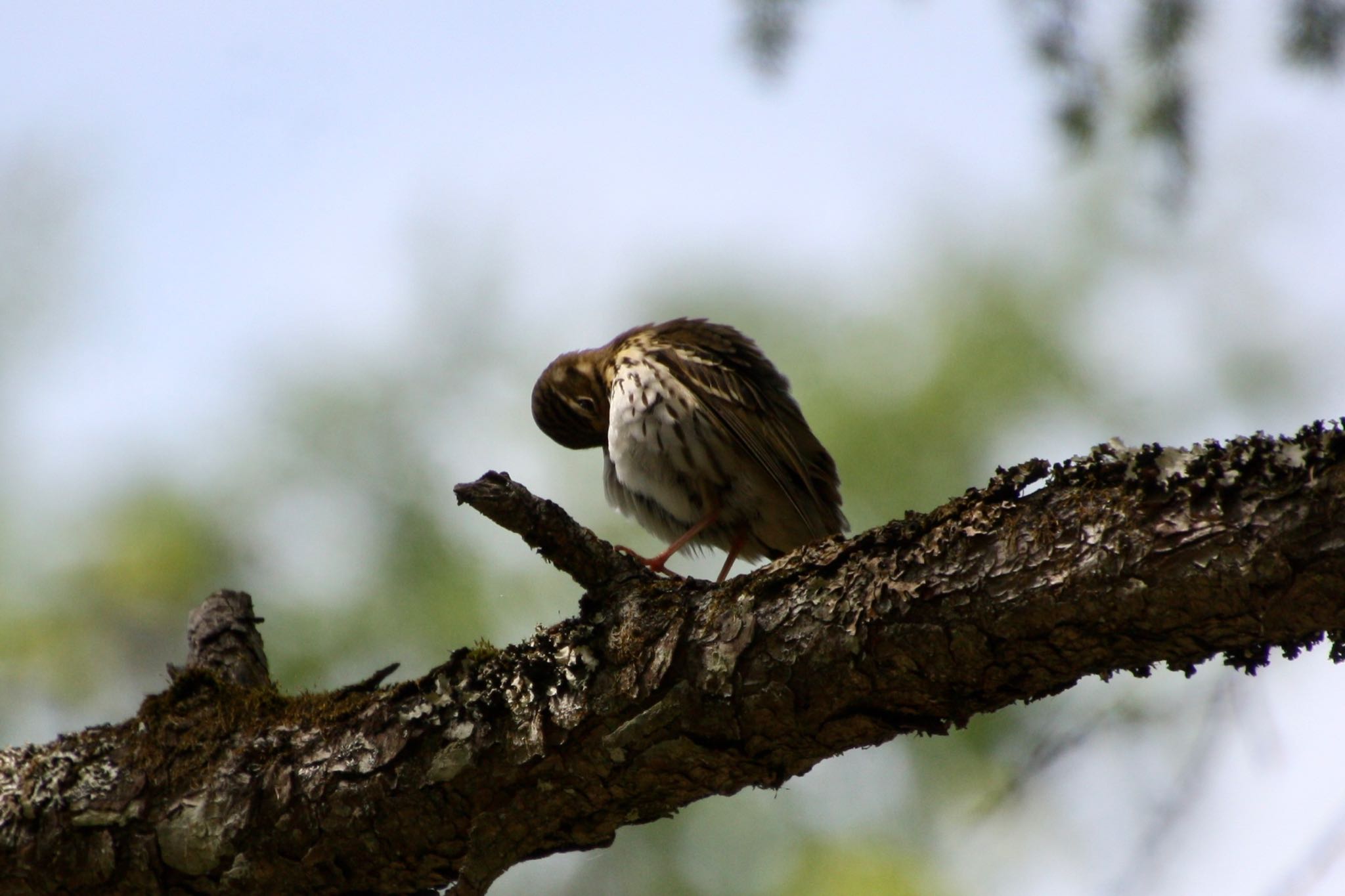 Olive-backed Pipit