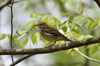 Olive-backed Pipit 富士山中野茶屋 Wed, 5/11/2022