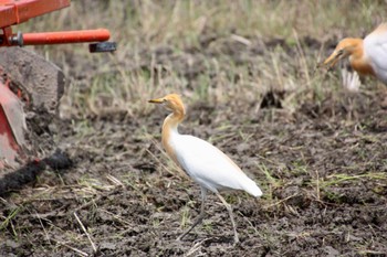 Eastern Cattle Egret 静岡市麻機 Tue, 5/10/2022