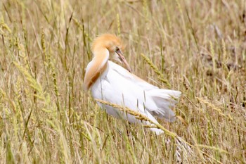 Eastern Cattle Egret 静岡市麻機 Tue, 5/10/2022