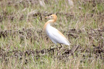 Eastern Cattle Egret 静岡市麻機 Tue, 5/10/2022