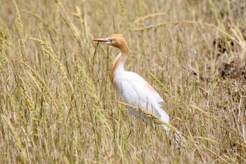 Eastern Cattle Egret 静岡市麻機 Tue, 5/10/2022