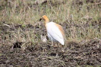 Eastern Cattle Egret 静岡市麻機 Tue, 5/10/2022