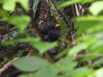 2022年5月20日(金) 埼玉県の野鳥観察記録