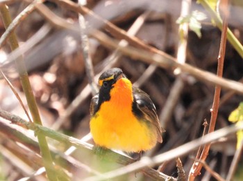 2022年5月4日(水) 軽井沢町長倉の野鳥観察記録