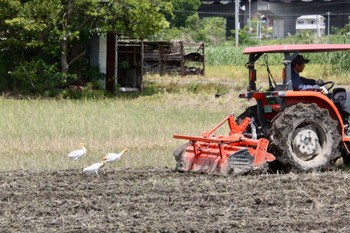 アマサギ 麻機遊水地 2022年5月10日(火)