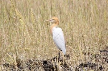 Eastern Cattle Egret 静岡市麻機 Tue, 5/10/2022