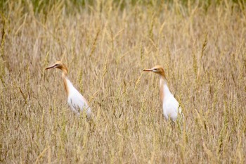 Eastern Cattle Egret 静岡市麻機 Tue, 5/10/2022