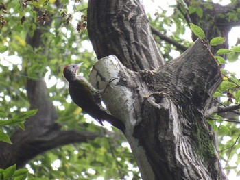 Japanese Green Woodpecker Inokashira Park Fri, 9/15/2017