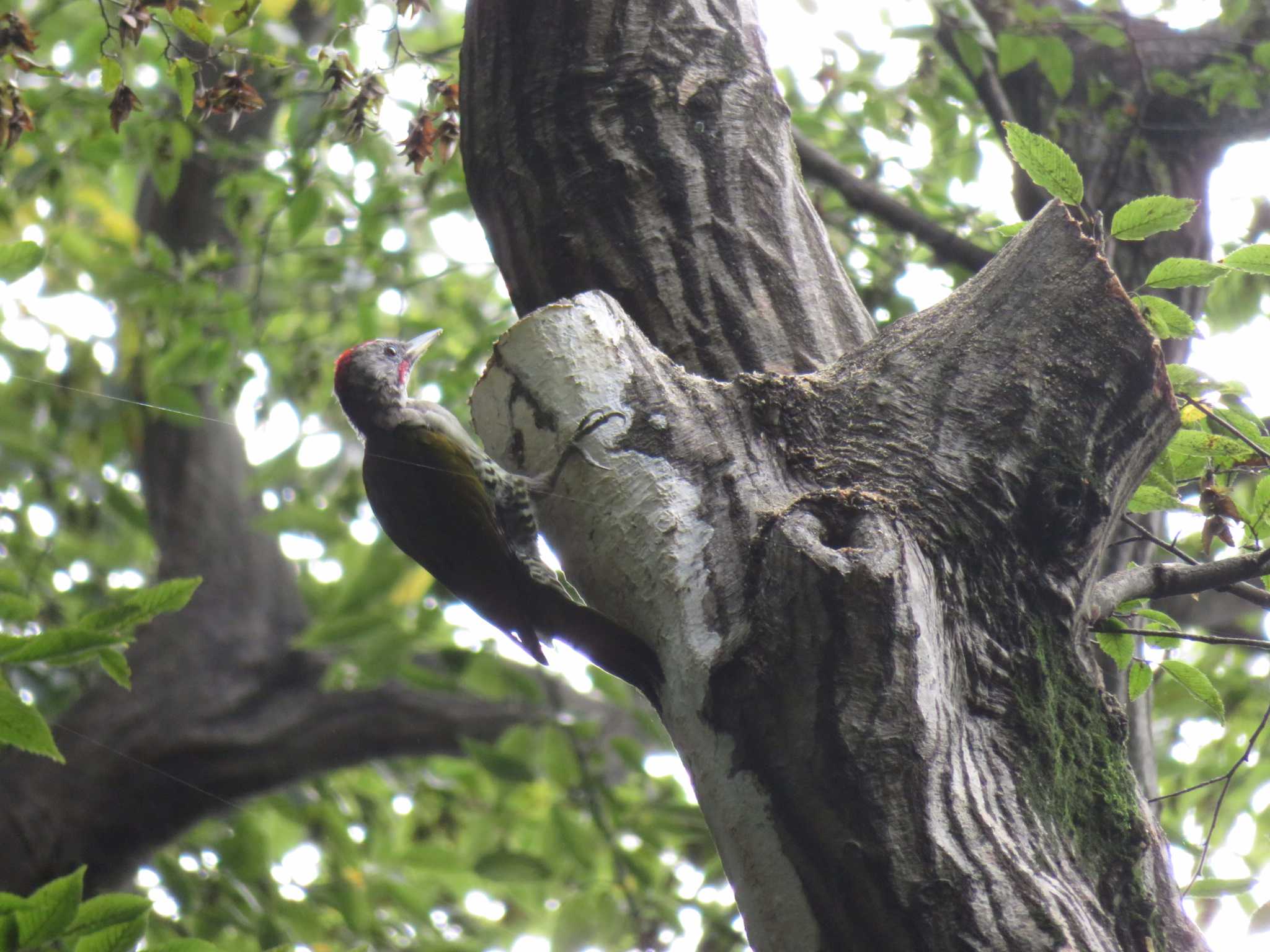 Photo of Japanese Green Woodpecker at Inokashira Park by オシオシオシドリ