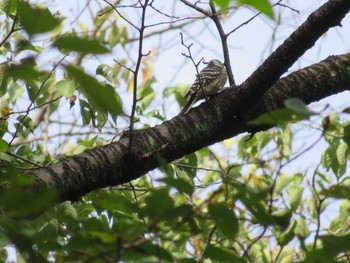 Japanese Pygmy Woodpecker Inokashira Park Fri, 9/15/2017