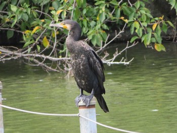 Great Cormorant Inokashira Park Fri, 9/15/2017