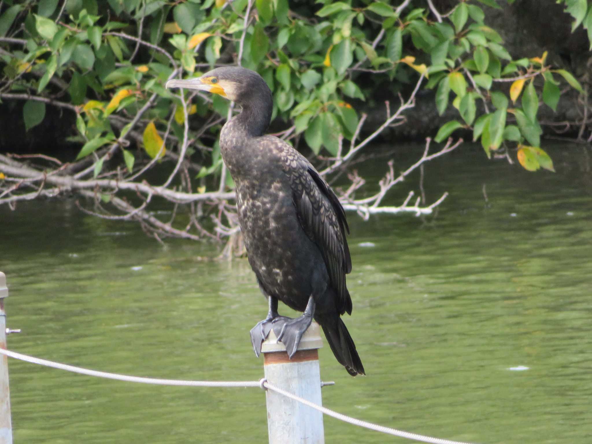 Photo of Great Cormorant at Inokashira Park by オシオシオシドリ