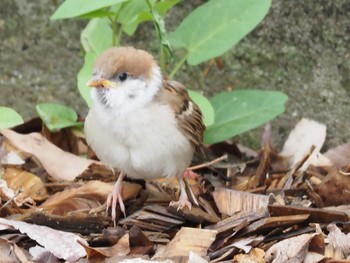 スズメ 春日井都市緑化植物園 2022年5月14日(土)