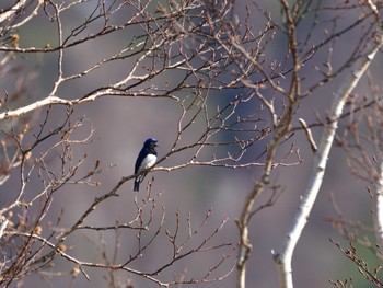 Thu, 5/5/2022 Birding report at 那須高原大丸園地