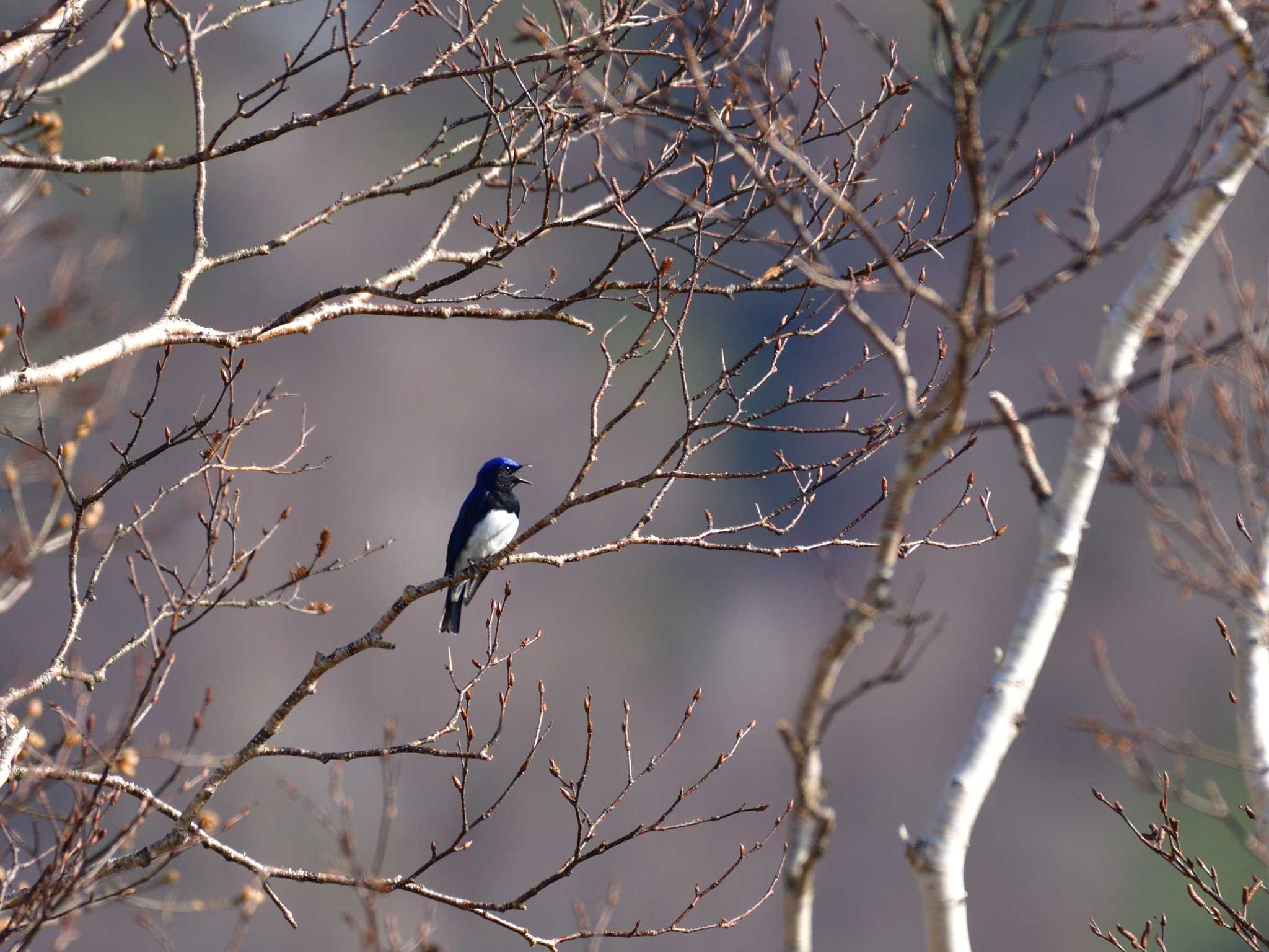 Photo of Blue-and-white Flycatcher at 那須高原大丸園地 by 80%以上は覚えてないかも