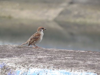 Eurasian Tree Sparrow 鹿児島鹿児島市 Sat, 8/26/2017