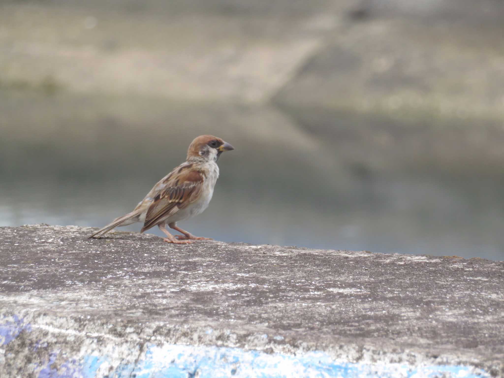 Photo of Eurasian Tree Sparrow at 鹿児島鹿児島市 by オシオシオシドリ