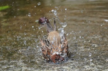 スズメ 上野動物園 2022年5月2日(月)