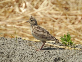 Eurasian Skylark 佐賀県白石町の干拓地 Tue, 5/17/2022