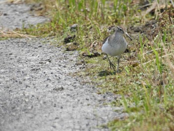 Common Sandpiper 佐賀県白石町の干拓地 Tue, 5/17/2022