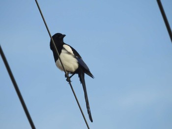 Eurasian Magpie Daijugarami Higashiyoka Coast Tue, 5/17/2022