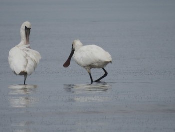 Black-faced Spoonbill Daijugarami Higashiyoka Coast Mon, 5/16/2022