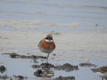 Siberian Sand Plover Daijugarami Higashiyoka Coast Mon, 5/16/2022