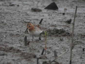 Red-necked Stint Daijugarami Higashiyoka Coast Mon, 5/16/2022