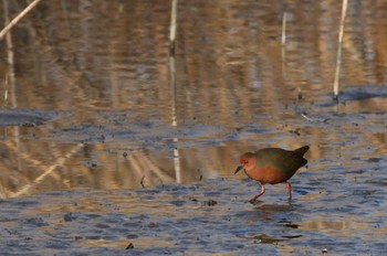 Ruddy-breasted Crake 静岡県磐田大池 Sun, 2/28/2021