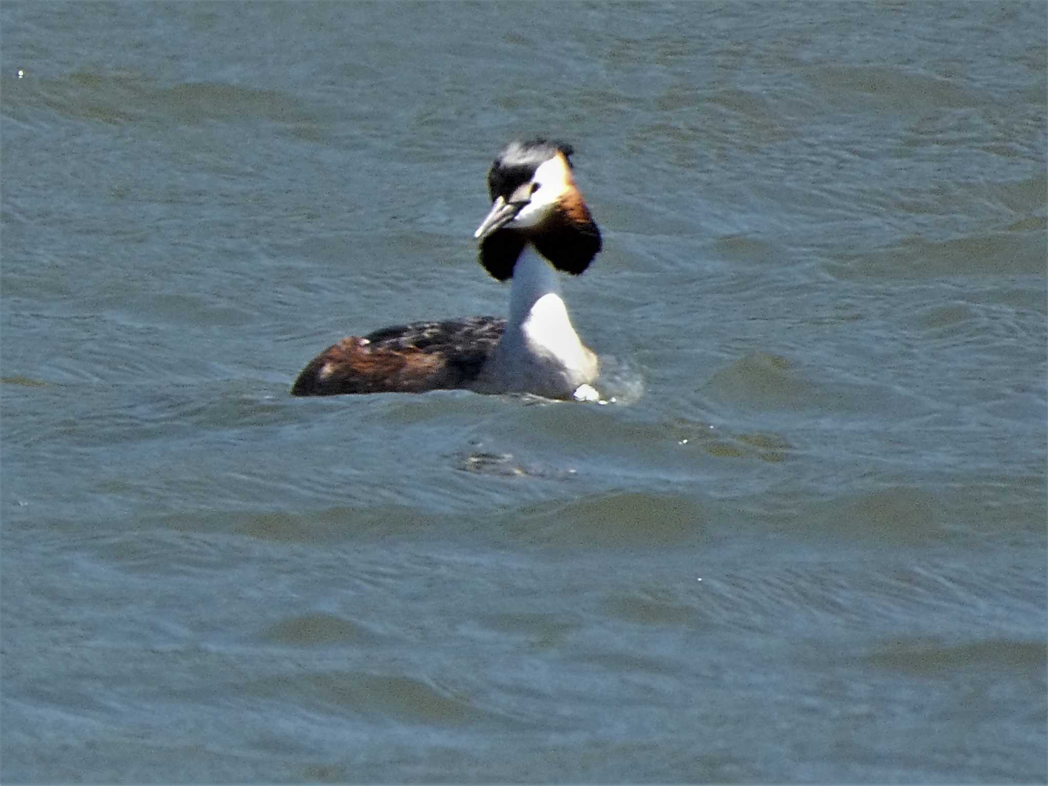 カンムリカイツブリ