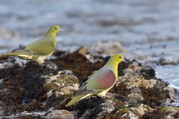2022年5月20日(金) 大磯照ヶ崎海岸の野鳥観察記録