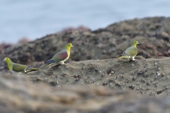 アオバト 大磯照ヶ崎海岸 2022年5月20日(金)