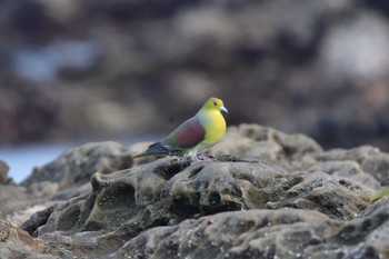 White-bellied Green Pigeon Terugasaki Beach Fri, 5/20/2022