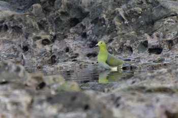 アオバト 大磯照ヶ崎海岸 2022年5月20日(金)