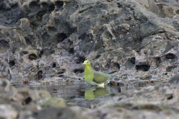 White-bellied Green Pigeon Terugasaki Beach Fri, 5/20/2022