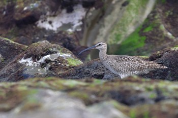 チュウシャクシギ 大磯照ヶ崎海岸 2022年5月20日(金)