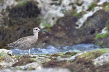 チュウシャクシギ 大磯照ヶ崎海岸 2022年5月20日(金)