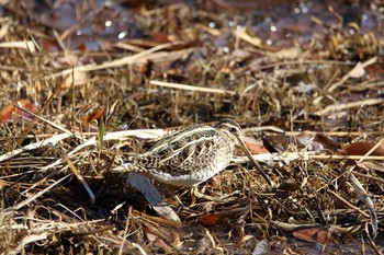 タシギ 舞岡公園 2017年12月17日(日)