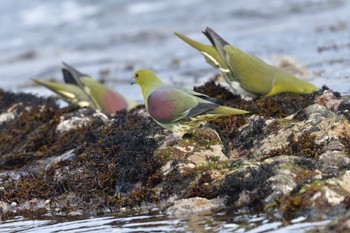 アオバト 大磯照ヶ崎海岸 2022年5月20日(金)