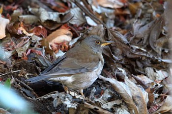 Pale Thrush Maioka Park Sun, 12/17/2017